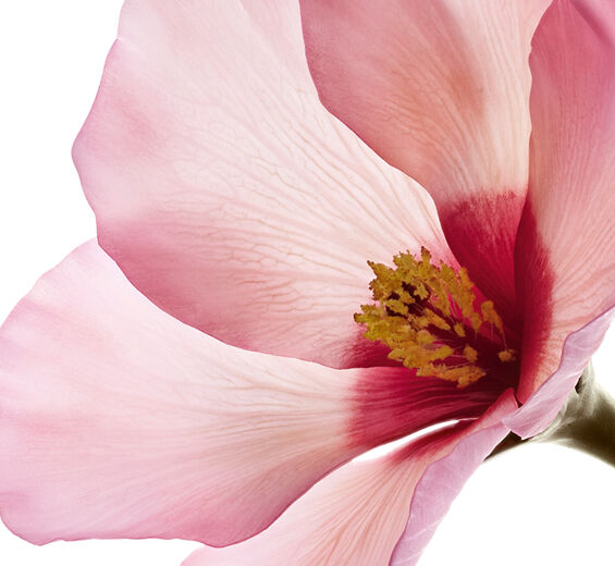 Hibiscus sabdariffa-Hibiscus sabdariffa blomst syrer-Hibiscus sabdariffa flower extract