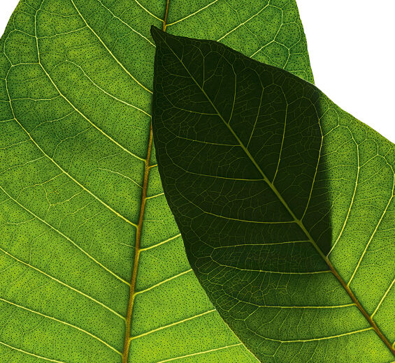 Harungana-&Oslash;kologisk harunganaekstrakt-Harungana madagascariensis extract