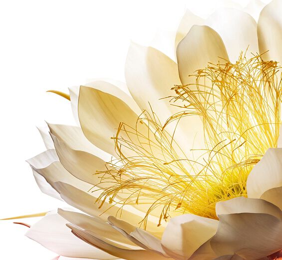 M&aring;neskin blomst-M&aring;neskinsblomst cryoekstrakt-Cereus grandiflorus (cactus) flower extract