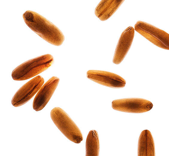 Havre-&Oslash;kologisk havre sukker-Avena sativa (oat) kernel extract