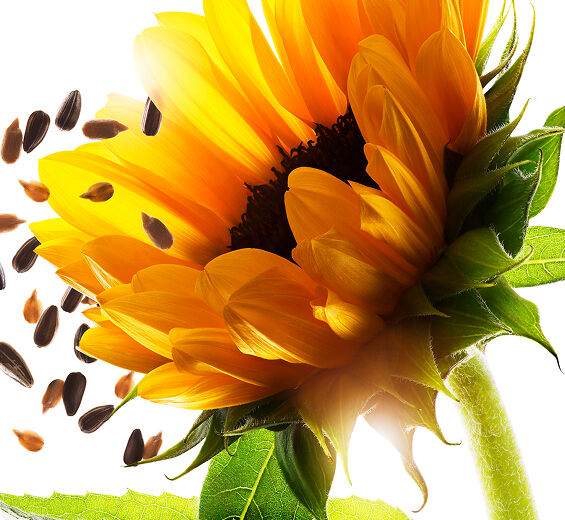 Solblomst-Solblomst olie-Helianthus annuus (sunflower) seed oil