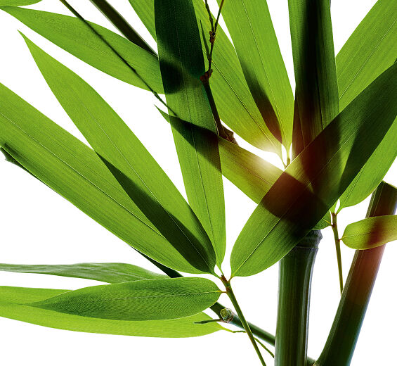 Bambus-Bamboo pulver-Bambusa arundinacea stem extract