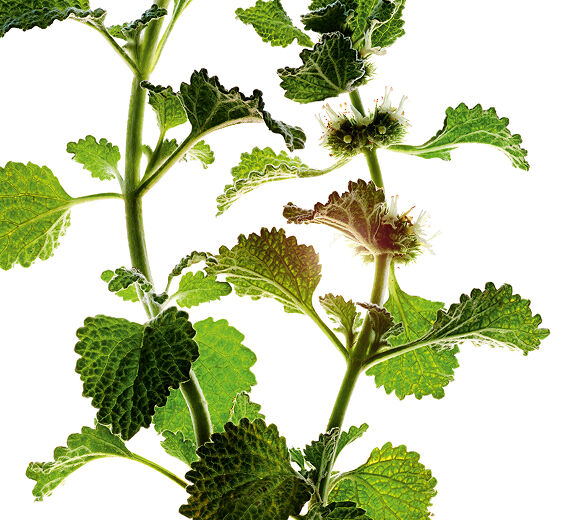 Hvid horehound-&Oslash;kologisk hvid horehound ekstrakt-Marrubium vulgare extract