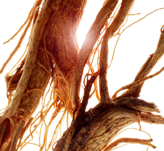 Ginseng-Ginseng ekstrakt-Panax ginseng root extract