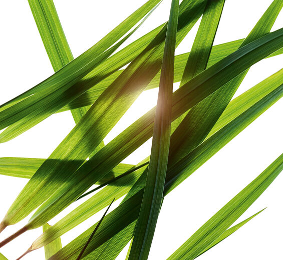 Bison gr&aelig;s-Ekstrakt av bisongress (&oslash;kologisk plante)-Hierochloe odorata extract