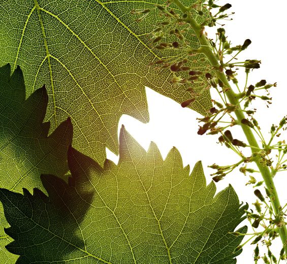 Vinstok-Vine blomster celle ekstrakt-Vitis vinifera (grape) flower cell extract