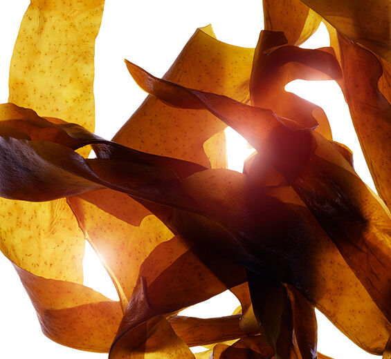 Wakame-&Oslash;kologisk wakameekstrakt-Undaria pinnatifida extract