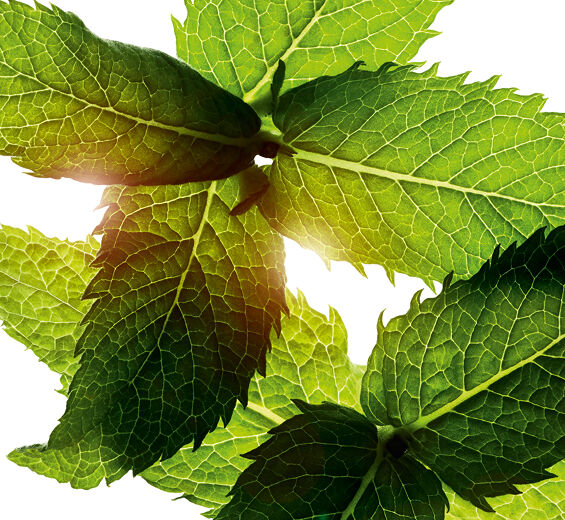 Felt mynte-Menthol-Menthol