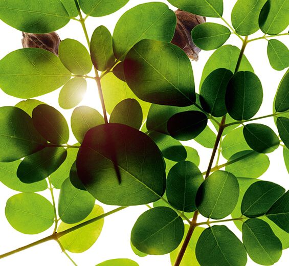 Moringa-Moringa ekstrakt-Moringa oleifera seed extract