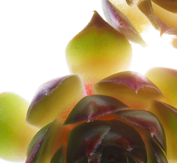 Husl&oslash;g-&Oslash;kologisk husl&oslash;g ekstrakt-Sempervivum tectorum extract