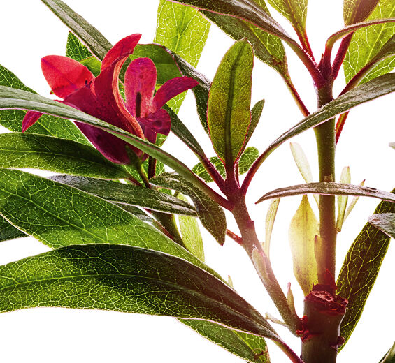 Alpenrose-Alpenrose ekstrakt-Rhododendron ferrugineum extract