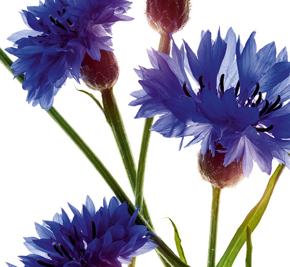 Kornblomst-&Oslash;kologisk kornblomst ekstrakt-Centaurea cyanus flower extract