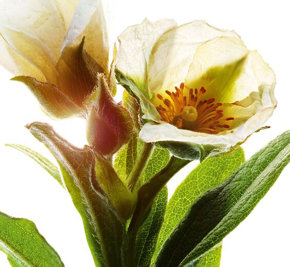 Montpellier klippe-rose-Økologisk montpellier klippe-rose ekstrakt-Cistus monspeliensis extract