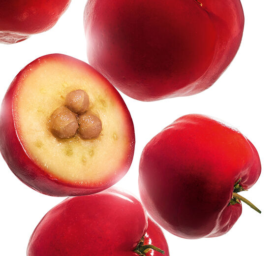 Acerola-Acerolaekstrakt-Malpighia emarginata (acerola) fruit extract