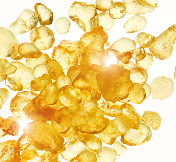 Mastik busk-Mastic ekstrakt-Pistacia lentiscus (mastic) gum