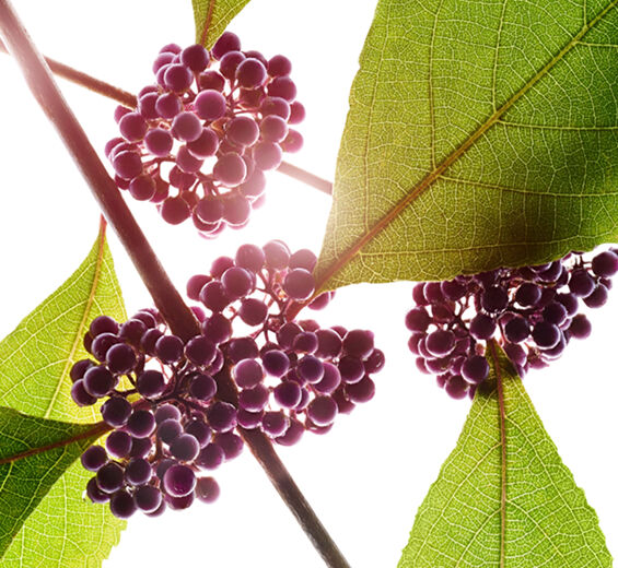 Skønhedsbær-Skønheds bær ekstrakt-Callicarpa japonica fruit extract