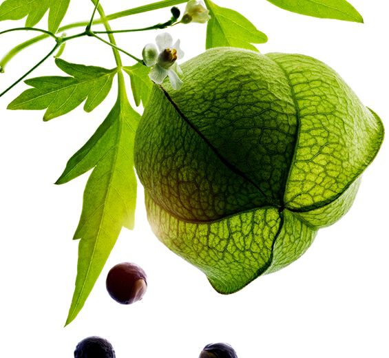 Hjerteb&oslash;nne-Ekstrakt av &oslash;kologisk hjerteert-Cardiospermum halicacabum flower/leaf/vine extract