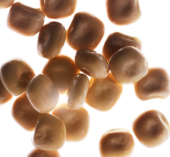 Hvid lupin-Peptider fra hvit lupin (&oslash;kologisk)-Hydrolyzed lupine protein