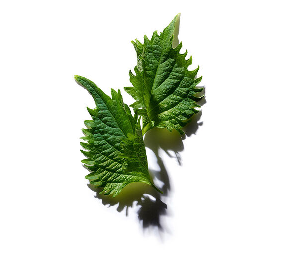 Perilla-&Oslash;kologisk perilla olie-Perilla ocymoides seed oil