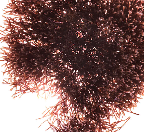 R&oslash;d jania-R&oslash;d jania ekstrakt-Jania rubens extract