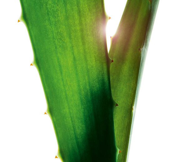 Aloe vera-Aloe vera ekstrakt-Aloe barbadensis leaf juice,aloe barbadensis leaf juice powder