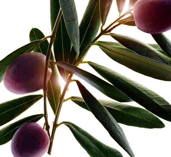Oliven tr&aelig;-Oliventr&aelig;ekstrakt-Olea europaea (olive) fruit oil