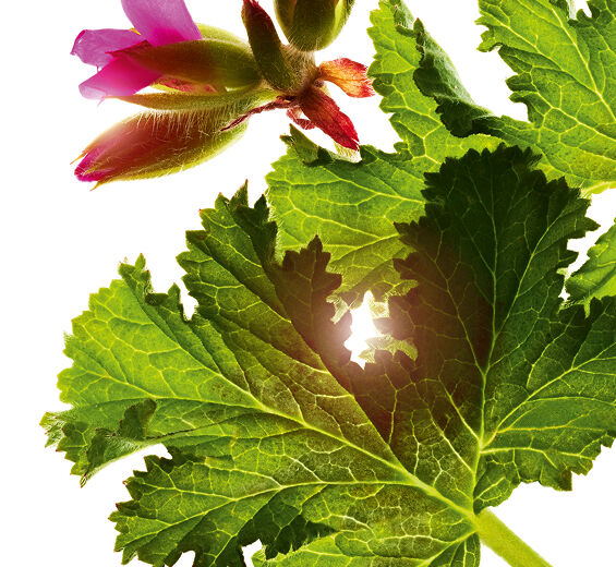 S&oslash;d duftende geranium-S&oslash;d duftende geranium &aelig;terisk olie-Pelargonium graveolens flower oil