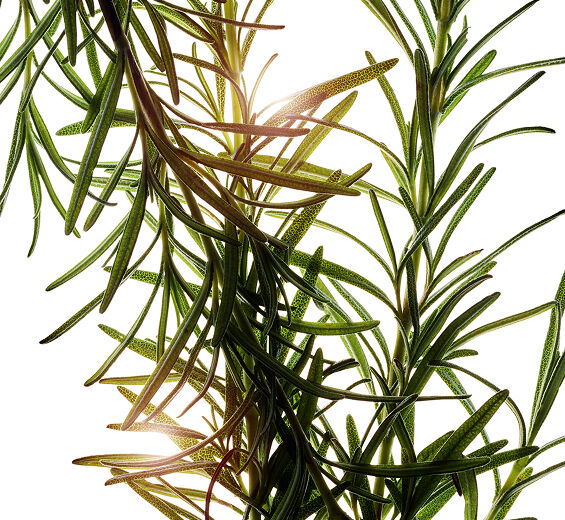 Rosmarin-Rosmarin ekstrakt-Rosmarinus officinalis (rosemary) leaf extract