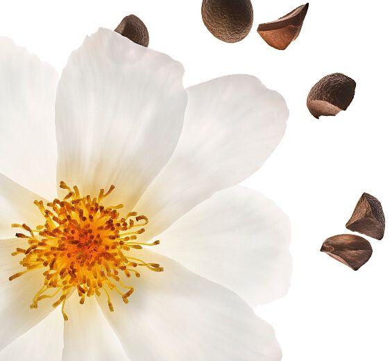 Kameliablomst-Økologisk kamelia olie-Camellia oleifera seed oil