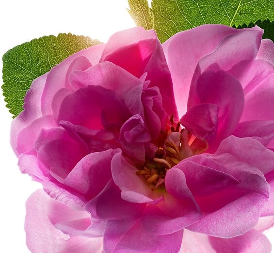 Damascus rose-Damask rose vand-Rosa damascena flower water