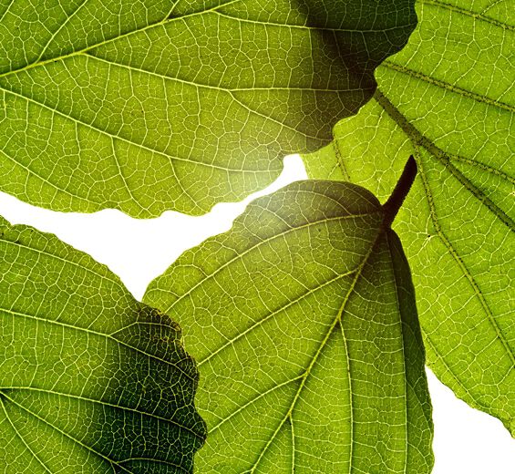 Heksehasel-Heksehasleekstrakt-Hamamelis virginiana (witch hazel) leaf extract