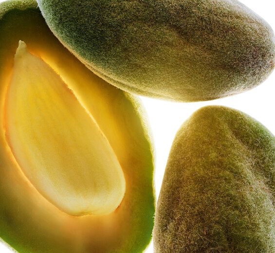 Mandeltr&aelig;-&Oslash;kologisk s&oslash;d mandelolie-Prunus amygdalus dulcis (sweet almond) oil