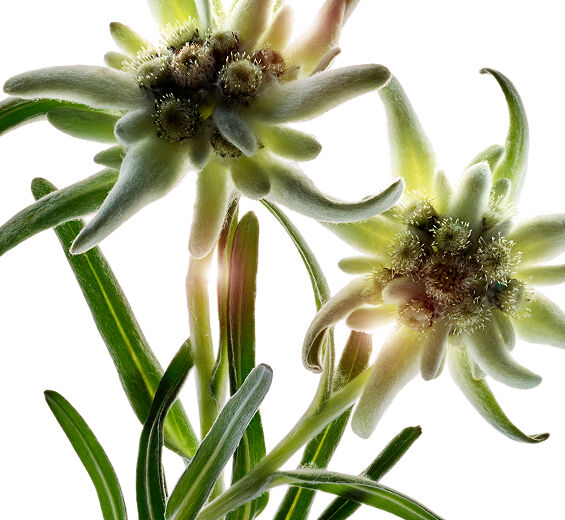 Edelweiss-Organisk edelweiss ekstrakt-Leontopodium alpinum extract