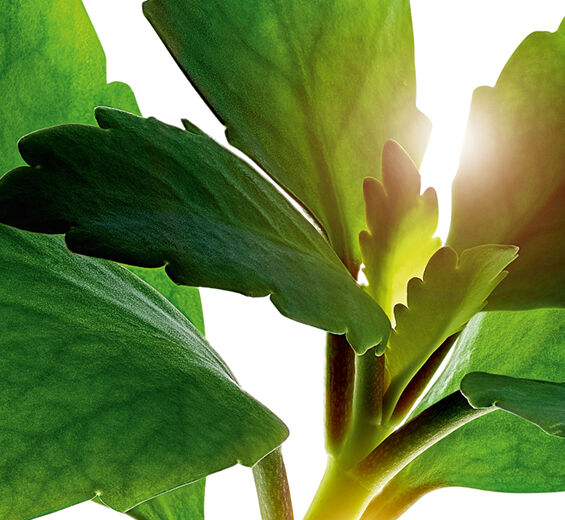 Livets blad-&Oslash;kologisk livsblad ekstrakt-Kalanchoe pinnata leaf extract