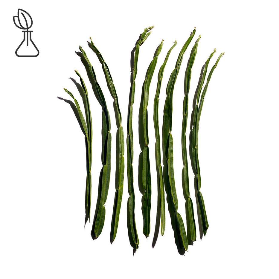 Baccharis-Baccharis ekstrakt-Baccharis genistelloides extract