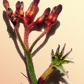 Anigozanthos manglesii