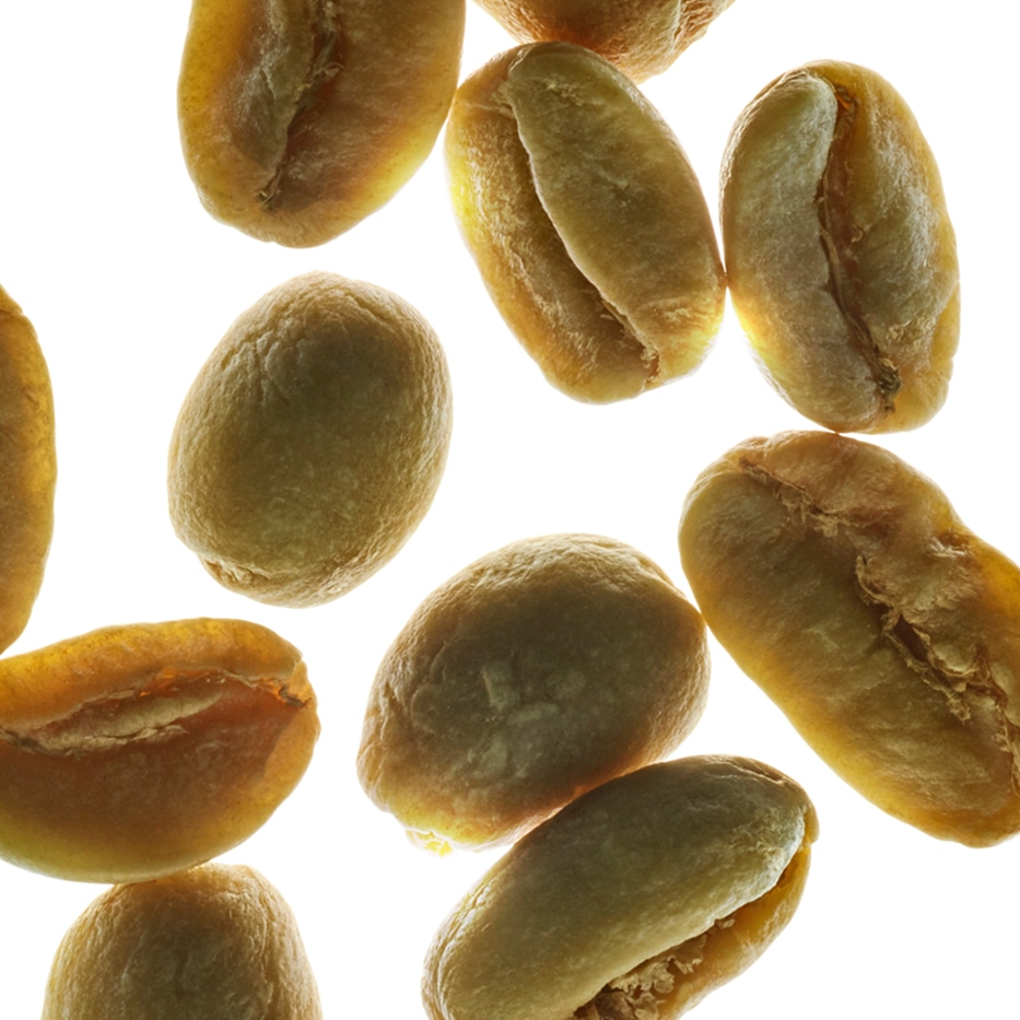 Arabica kaffebusk-Plante koffein-Caffeine