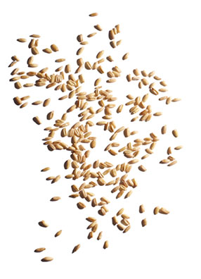 Organic oat visual