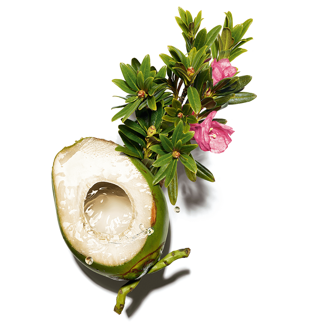 Organisk kokosnøttvann- og alpestikle-ingredienser