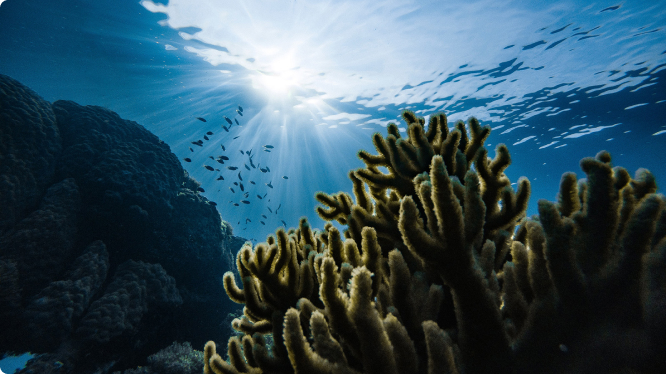Committed to protecting the oceans