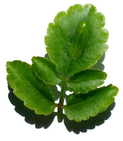 Leaf of life
