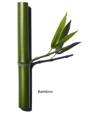 Bamboo