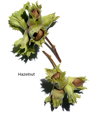 Hazelnut