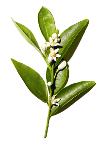 Bitter appelsin