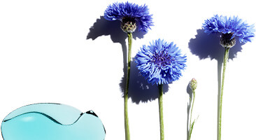 Kornblomst