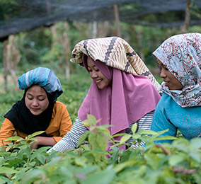 Bilde av kvinner som jobber i en risåker