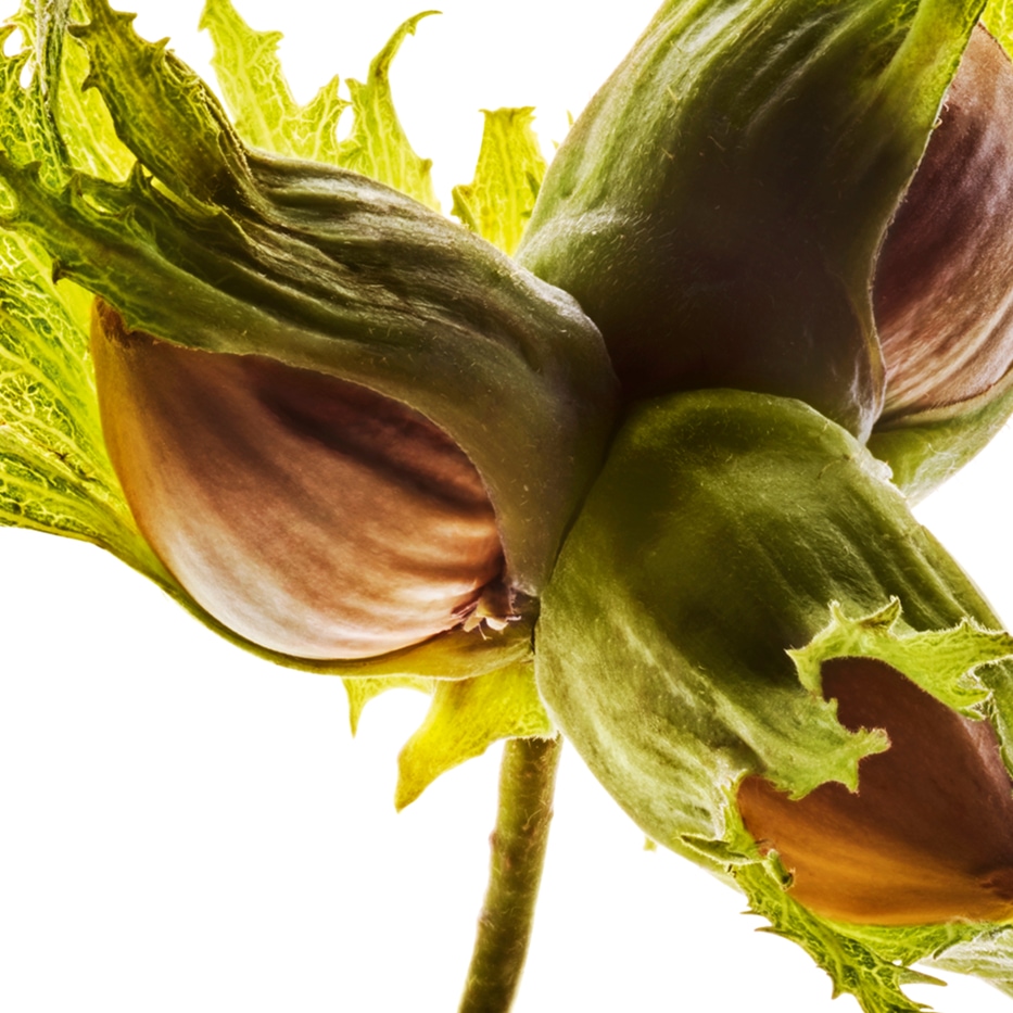 Hassel-&Oslash;kologisk hasseln&oslash;ddeolie-Corylus avellana (hazel) seed oil