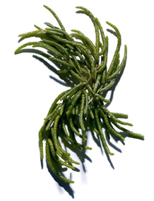 Salicornia