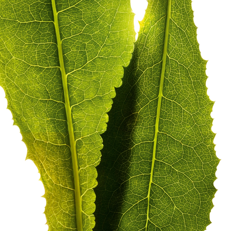 Cikorie-Cikorie ekstrakt-Cichorium intybus (chicory) leaf extract