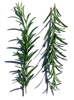 Rosemary